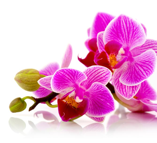 La relaxologie de pleine conscience. Patricia LAOUÉNAN : Relaxologue : réduction des effets du stress : anxiété, hypertension, troubles du sommeil, de l’humeur… à Plomodiern - Finistère 29